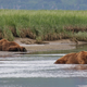 Illustration for article titled Please Enjoy This Gallery Of Amazing Bear Photos